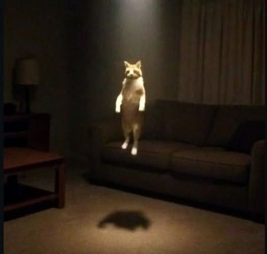 gatoflotante
