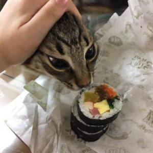 gato longo quiere comer