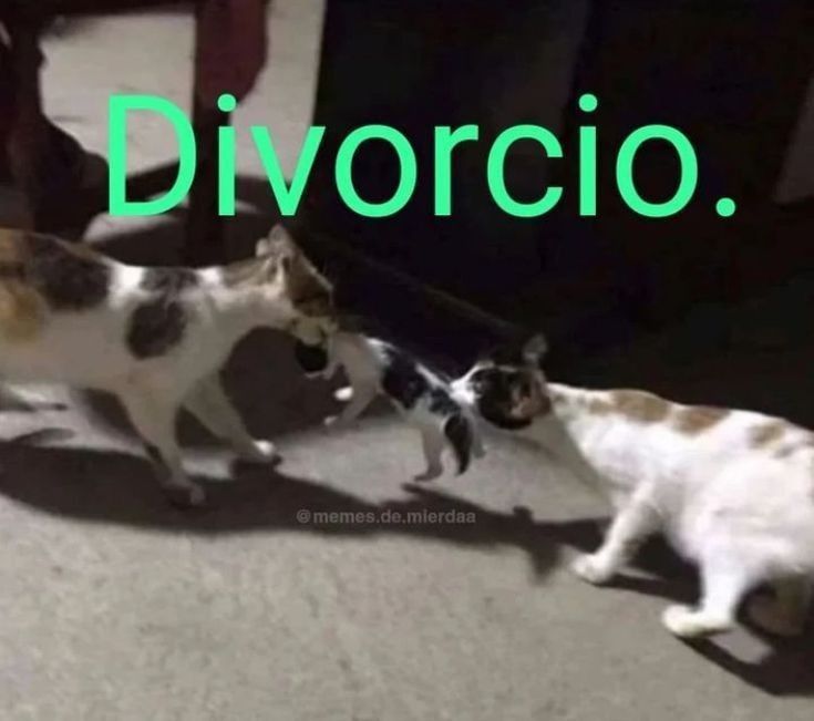gatosdivorcio